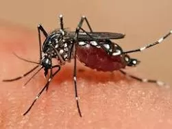 Defeating dengue by releasing mosquitoes with virus-blocking ...